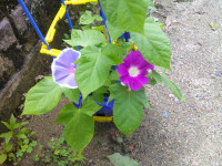 DSCF0003