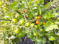 DSCF0028