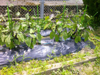 DSCF0029