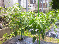 DSCF0030