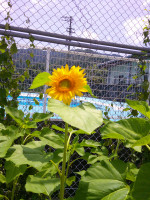 DSCF0004