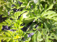 DSCF0005
