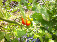 DSCF0006