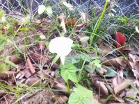 DSCF0006