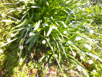 DSCF0005