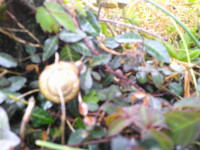 DSCF0009