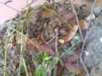 DSCF0006