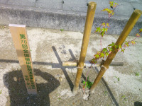 DSCF0003