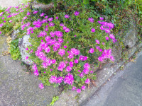 DSCF0004