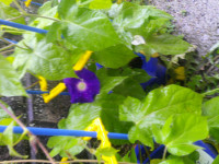 DSCF0003