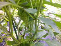 DSCF0009
