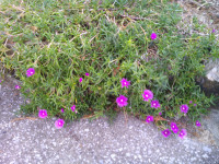 DSCF0002