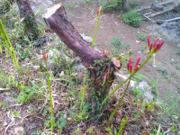 DSCF0003