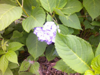 DSCF0006