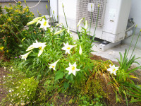 DSCF0008