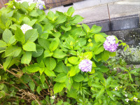 DSCF0007