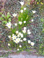 DSCF0003