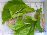 DSCF0006