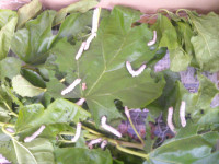 DSCF0003