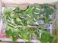 DSCF0005